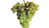 druivensoorten wijnproeverij